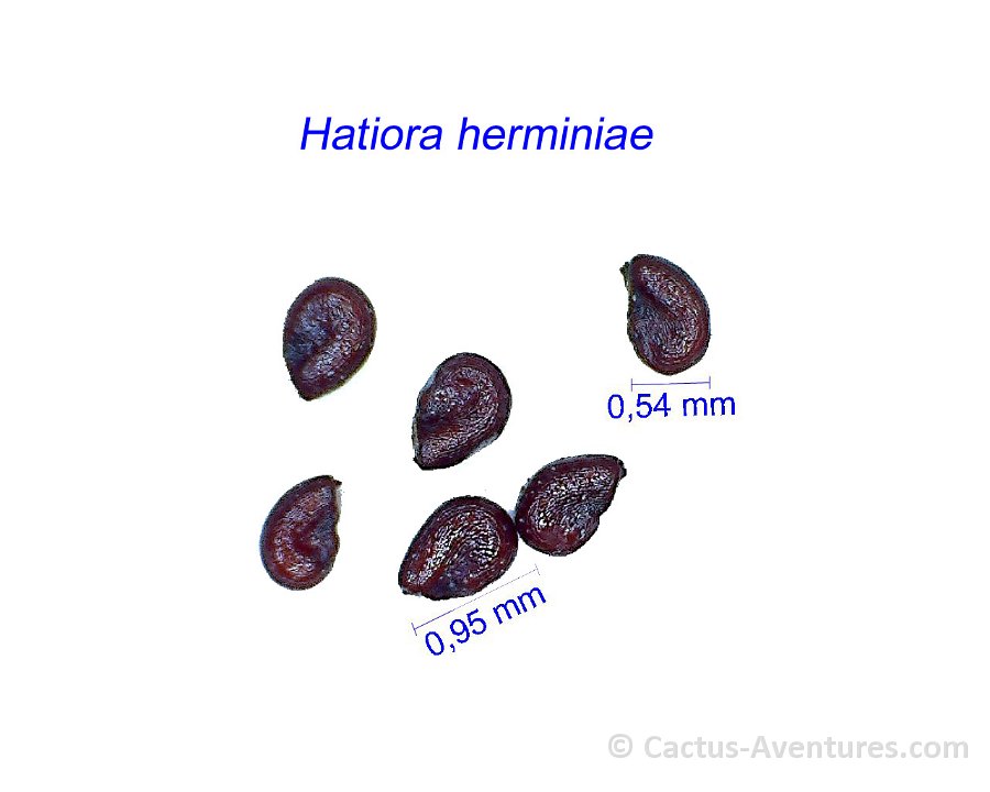 Hatiora herminiae AB